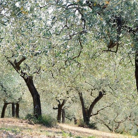 B&B Lavanda E Rosmarino Assisi Kültér fotó