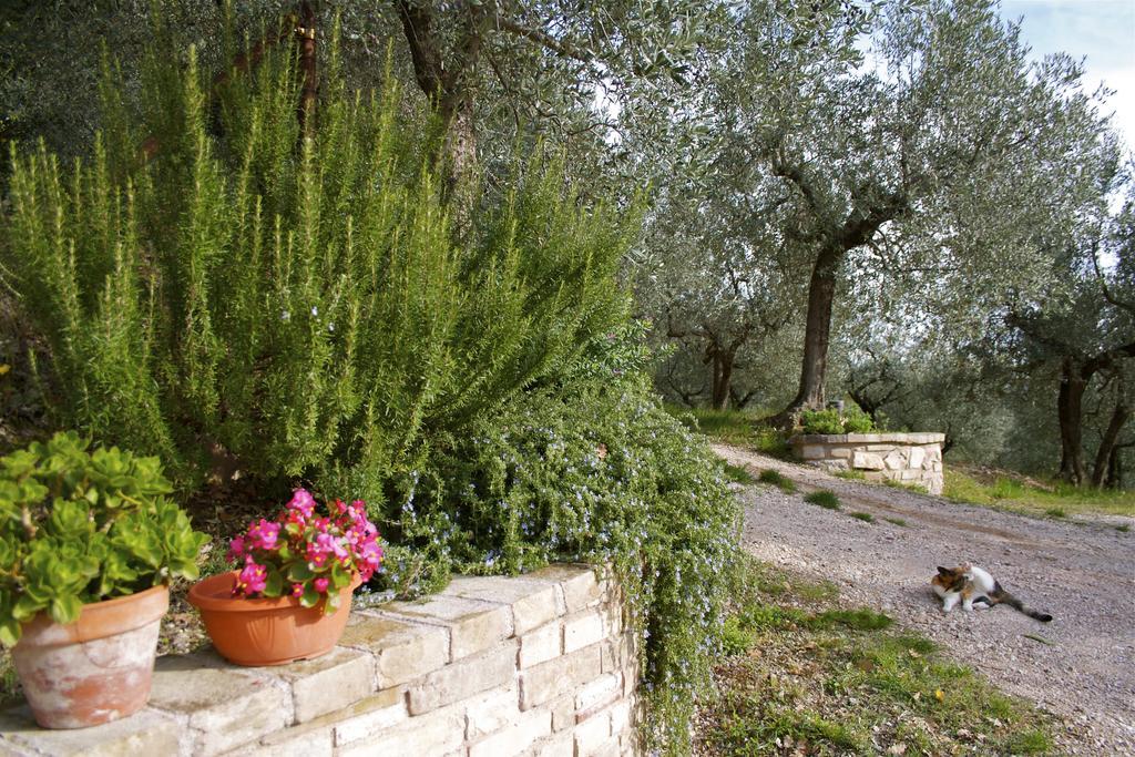 B&B Lavanda E Rosmarino Assisi Kültér fotó