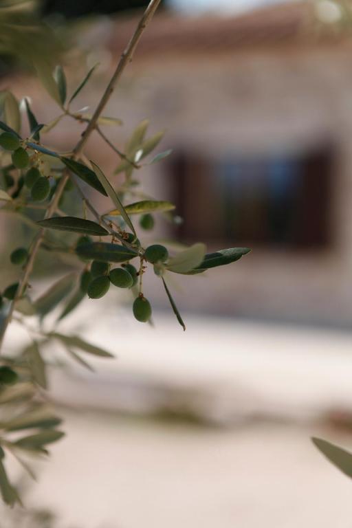 B&B Lavanda E Rosmarino Assisi Kültér fotó