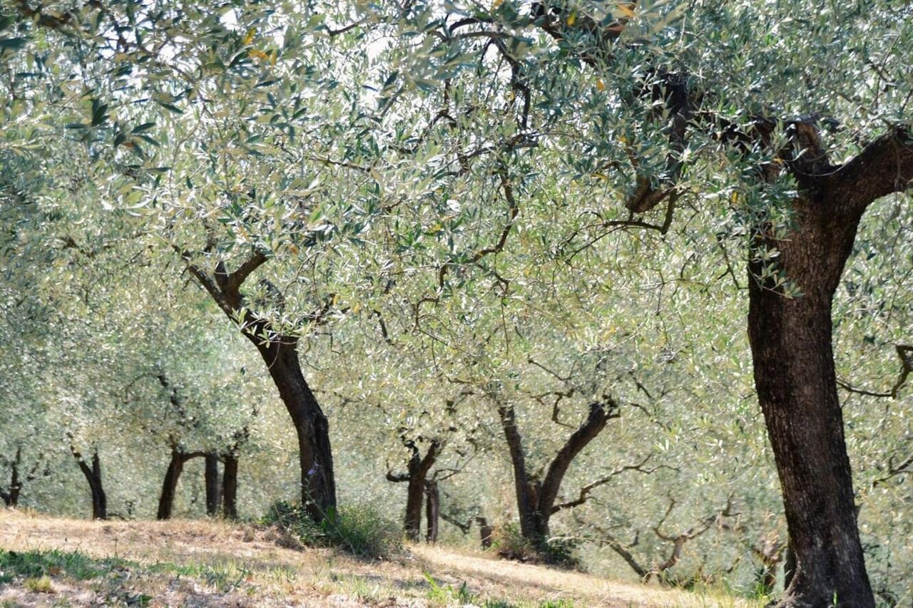 B&B Lavanda E Rosmarino Assisi Kültér fotó