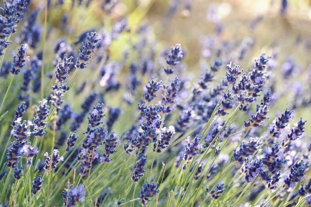 B&B Lavanda E Rosmarino Assisi Kültér fotó