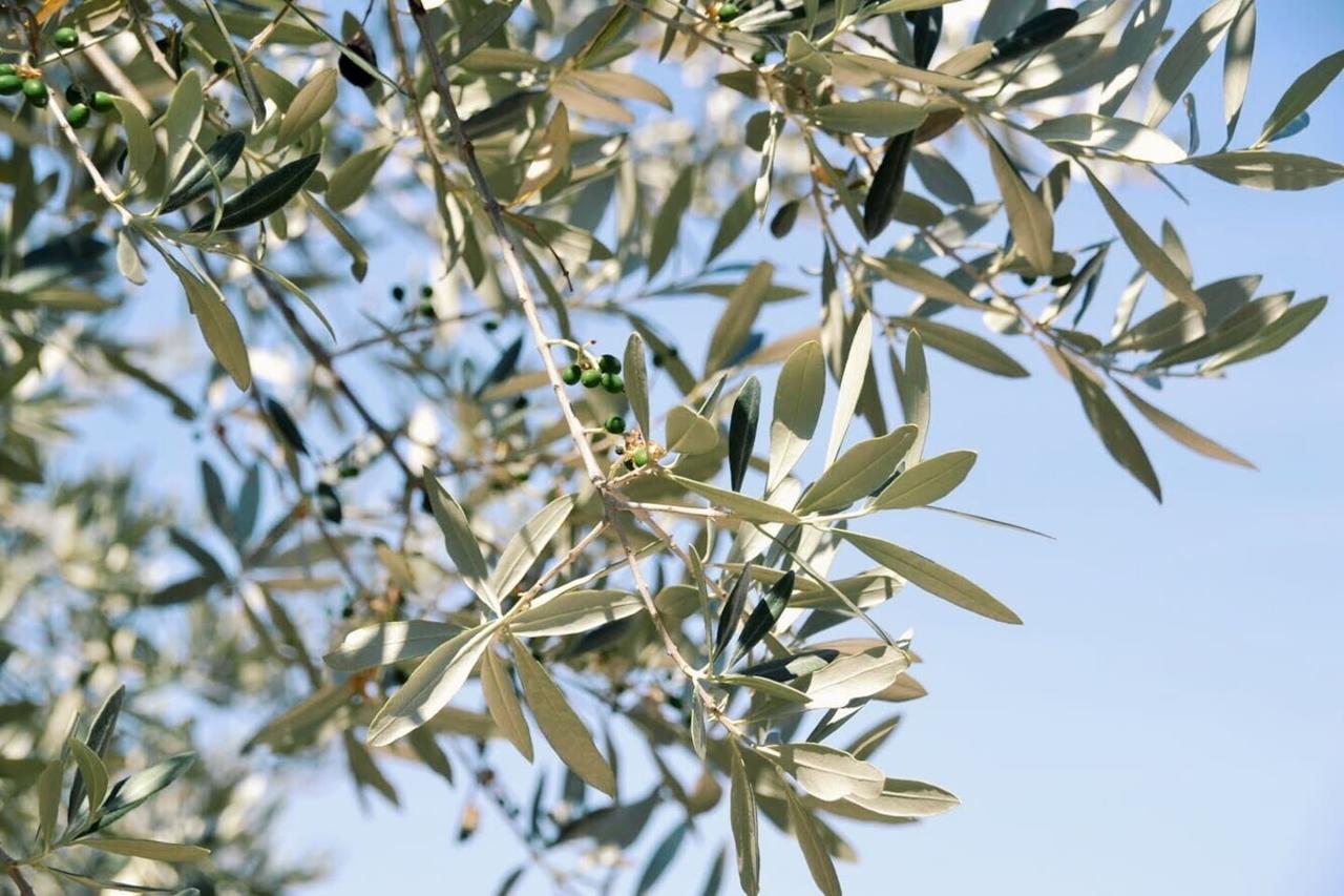 B&B Lavanda E Rosmarino Assisi Kültér fotó